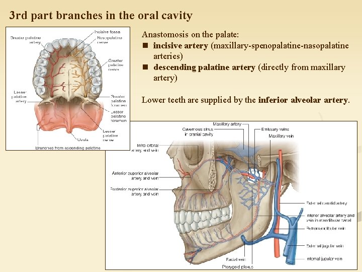 3 rd part branches in the oral cavity Anastomosis on the palate: n incisive