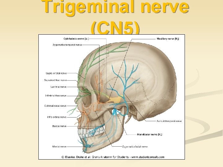 Trigeminal nerve (CN 5) 
