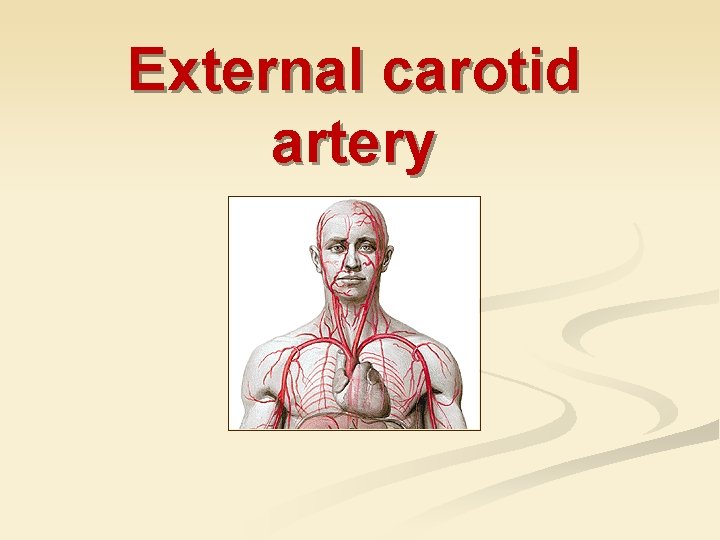 External carotid artery 