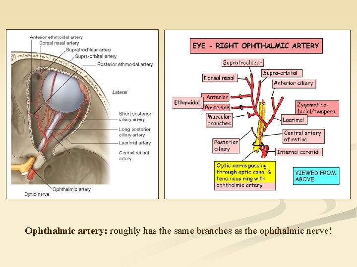 Ophthalmic artery: roughly has the same branches as the ophthalmic nerve! 