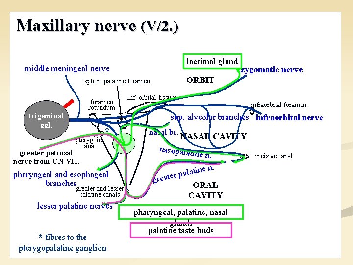 Maxillary nerve (V/2. ) lacrimal gland middle meningeal nerve ORBIT sphenopalatine foramen rotundum trigeminal