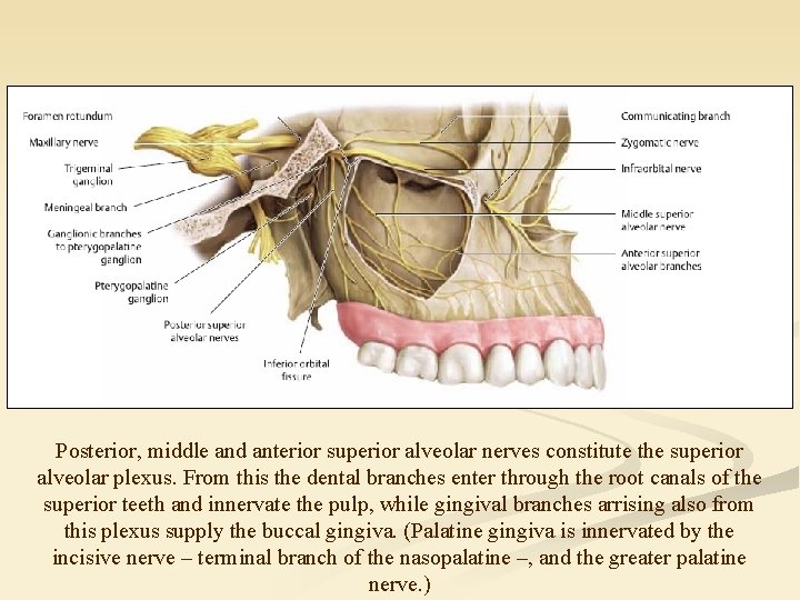 Posterior, middle and anterior superior alveolar nerves constitute the superior alveolar plexus. From this