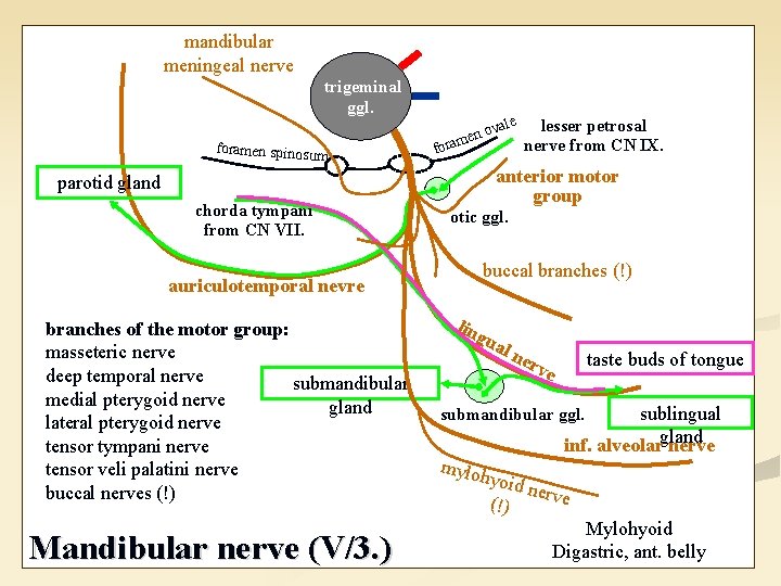 mandibular meningeal nerve trigeminal ggl. foramen spinosu m ale for anterior motor group parotid