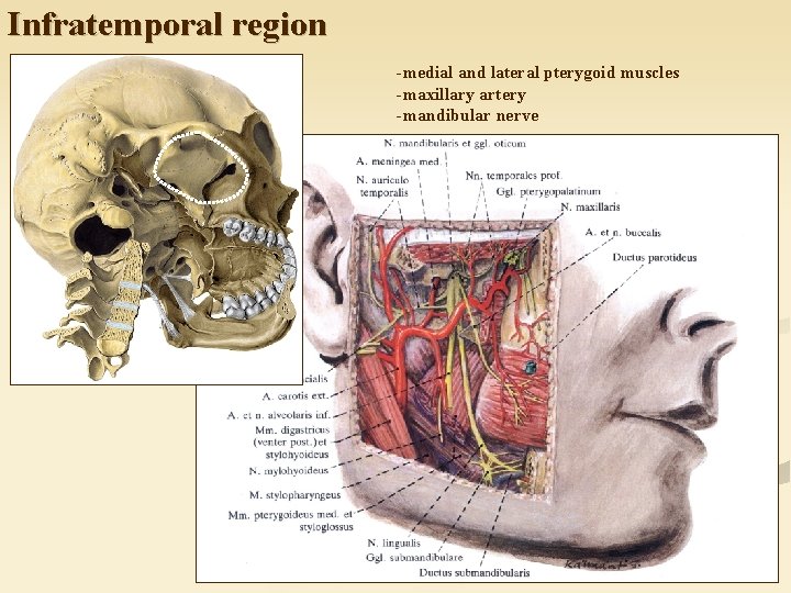 Infratemporal region - medial and lateral pterygoid muscles - maxillary artery - mandibular nerve
