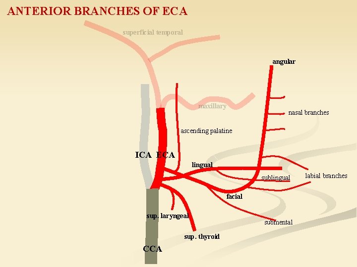 ANTERIOR BRANCHES OF ECA superficial temporal angular maxillary nasal branches ascending palatine ICA ECA