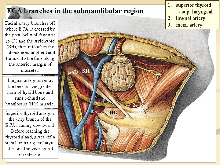 ECA branches in the submandibular region Facial artery branches off where ECA is crossed