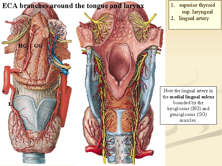 ECA branches around the tongue and larynx HG 1. superior thyroid sup. laryngeal 2.