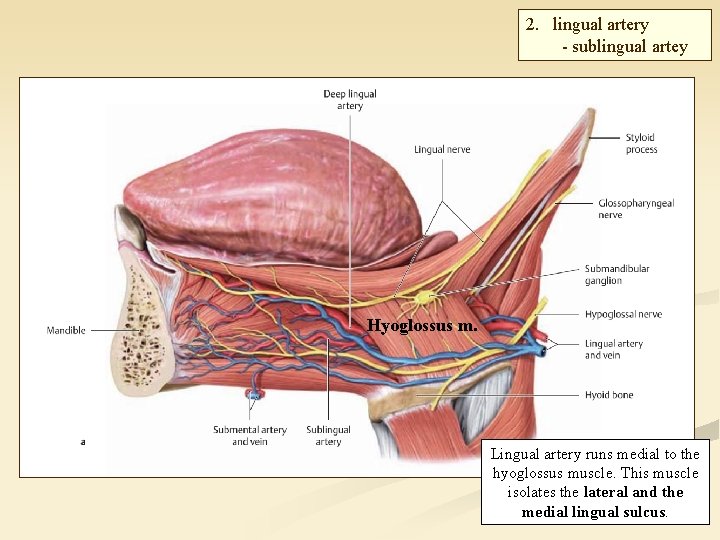 2. lingual artery - sublingual artey Hyoglossus m. Lingual artery runs medial to the