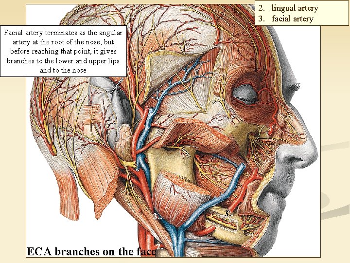 2. lingual artery 3. facial artery Facial artery terminates as the angular artery at