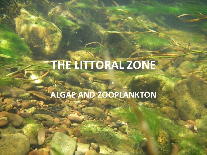 THE LITTORAL ZONE ALGAE AND ZOOPLANKTON 