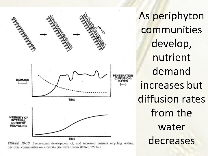 As periphyton communities develop, nutrient demand increases but diffusion rates from the water decreases