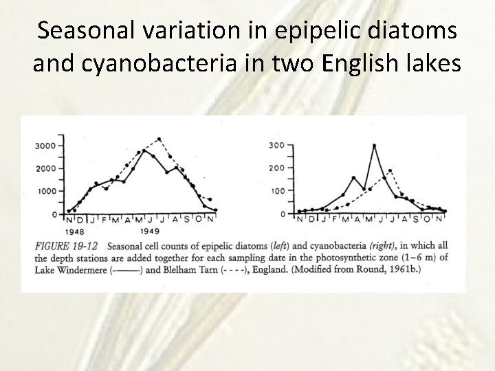 Seasonal variation in epipelic diatoms and cyanobacteria in two English lakes 
