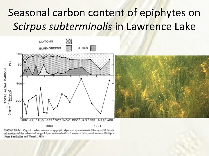 Seasonal carbon content of epiphytes on Scirpus subterminalis in Lawrence Lake 