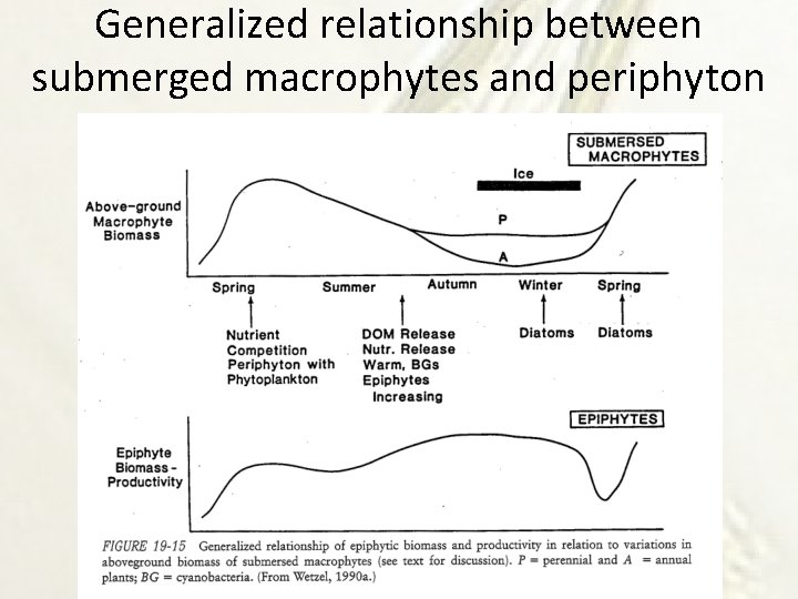 Generalized relationship between submerged macrophytes and periphyton 