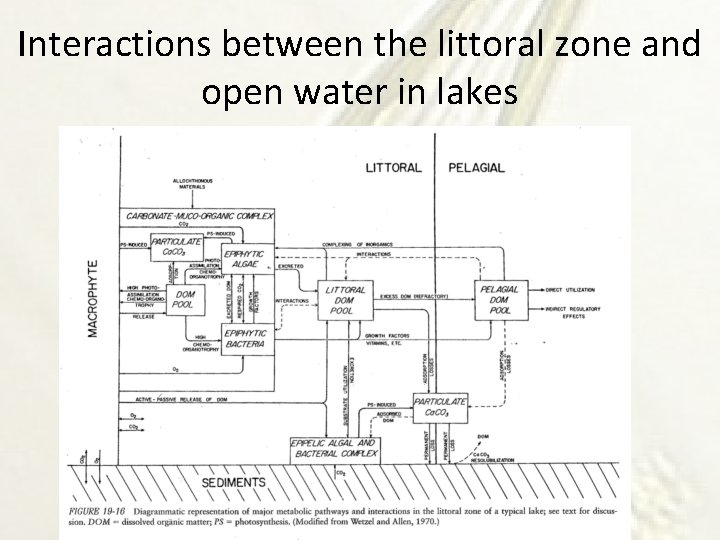 Interactions between the littoral zone and open water in lakes 