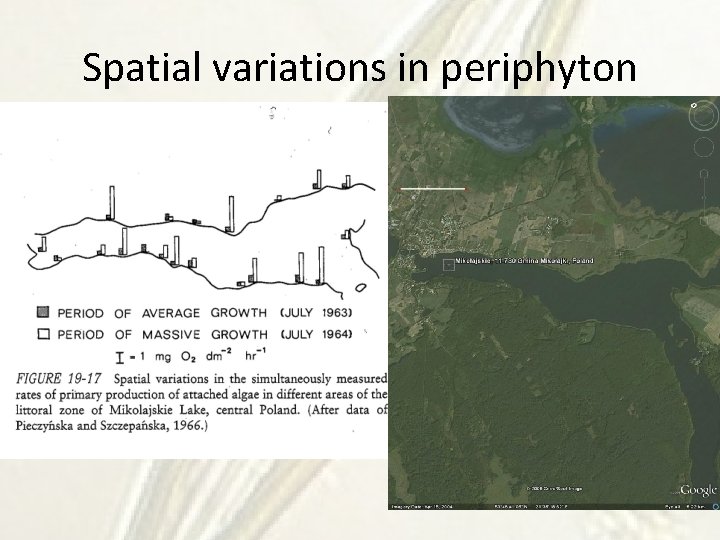 Spatial variations in periphyton 