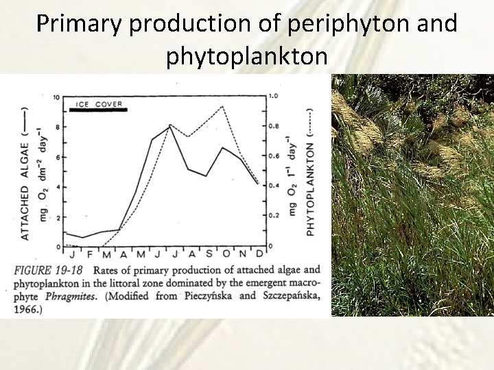 Primary production of periphyton and phytoplankton 