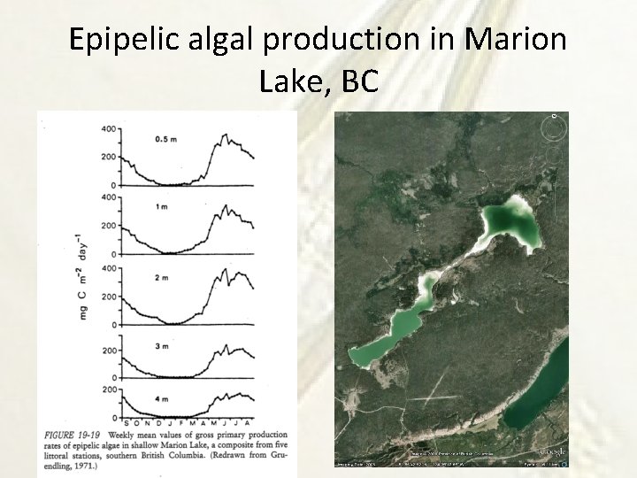 Epipelic algal production in Marion Lake, BC 