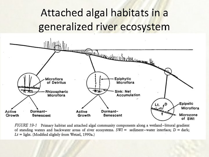 Attached algal habitats in a generalized river ecosystem 