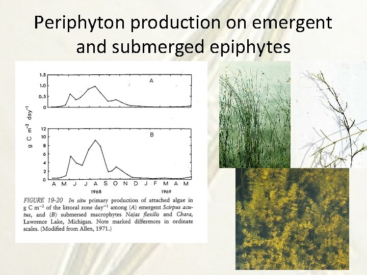 Periphyton production on emergent and submerged epiphytes 