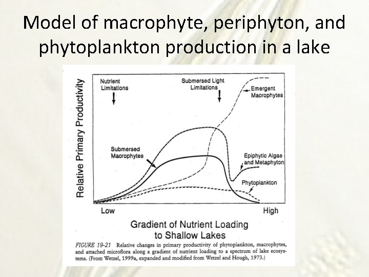 Model of macrophyte, periphyton, and phytoplankton production in a lake 