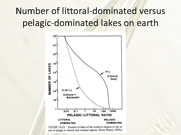 Number of littoral-dominated versus pelagic-dominated lakes on earth 