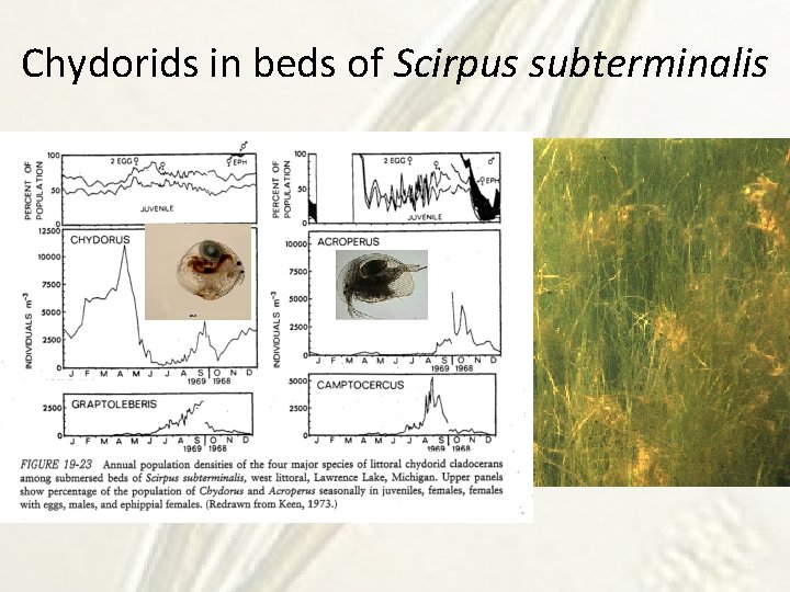 Chydorids in beds of Scirpus subterminalis 