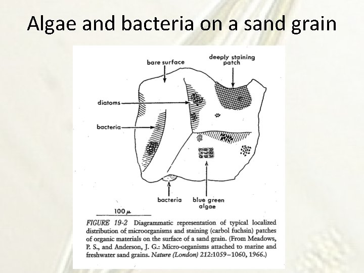 Algae and bacteria on a sand grain 