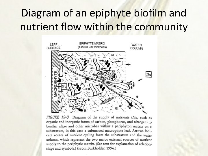 Diagram of an epiphyte biofilm and nutrient flow within the community 