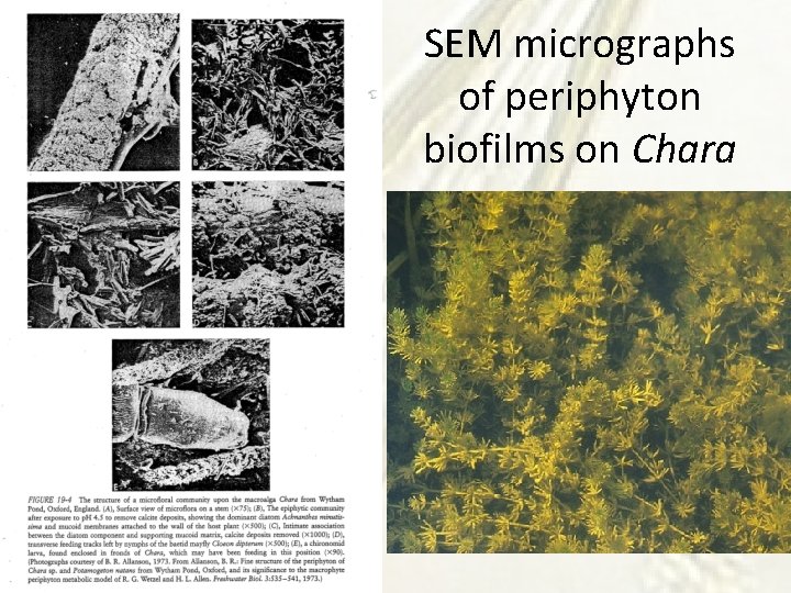 SEM micrographs of periphyton biofilms on Chara 