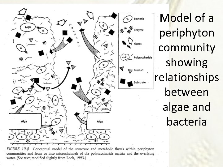 Model of a periphyton community showing relationships between algae and bacteria 