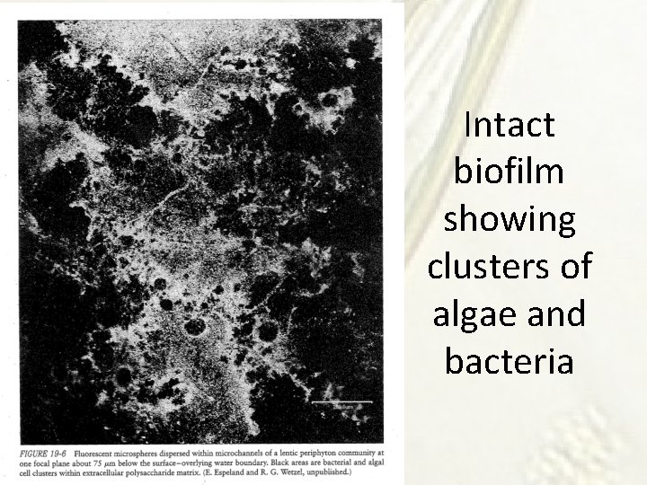 Intact biofilm showing clusters of algae and bacteria 