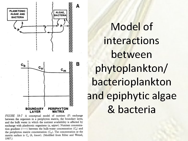 Model of interactions between phytoplankton/ bacterioplankton and epiphytic algae & bacteria 