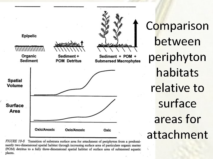 Comparison between periphyton habitats relative to surface areas for attachment 