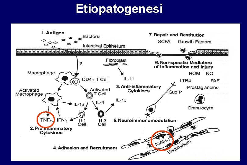 Etiopatogenesi 