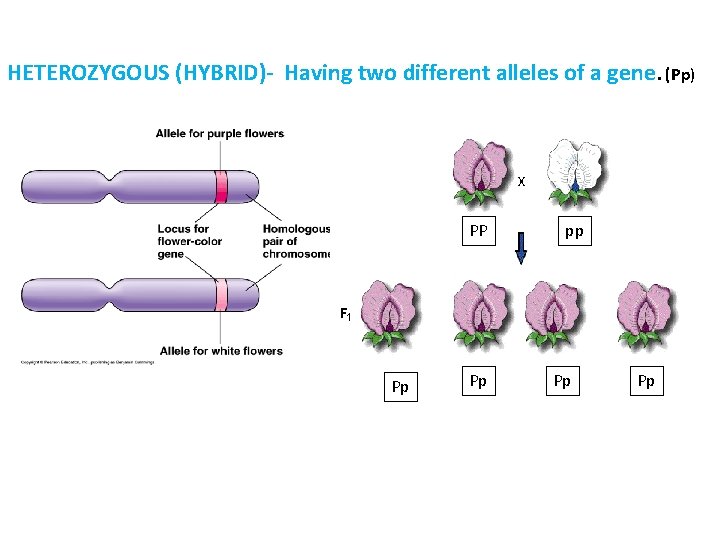 HETEROZYGOUS (HYBRID)- Having two different alleles of a gene. (Pp) PP Pp Pp pp