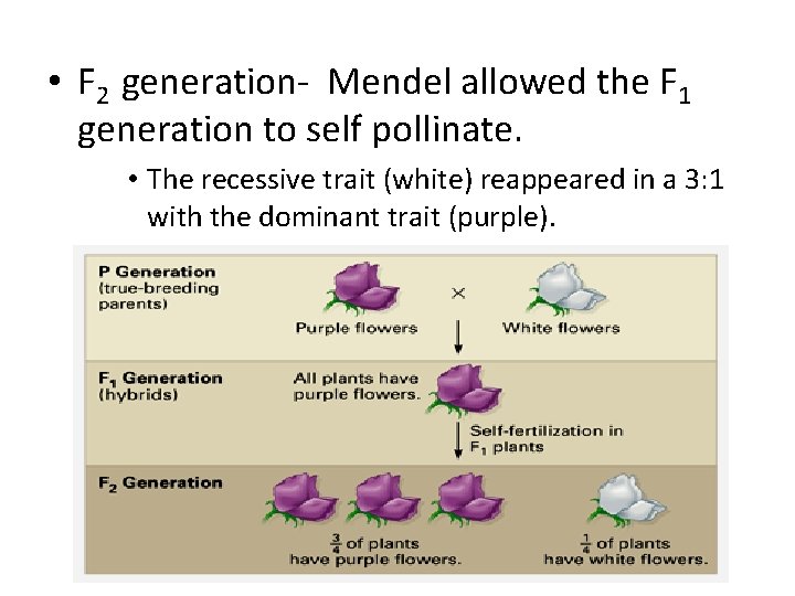  • F 2 generation- Mendel allowed the F 1 generation to self pollinate.