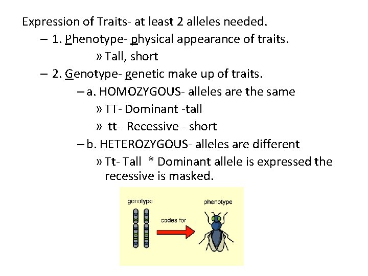 Expression of Traits- at least 2 alleles needed. – 1. Phenotype- physical appearance of