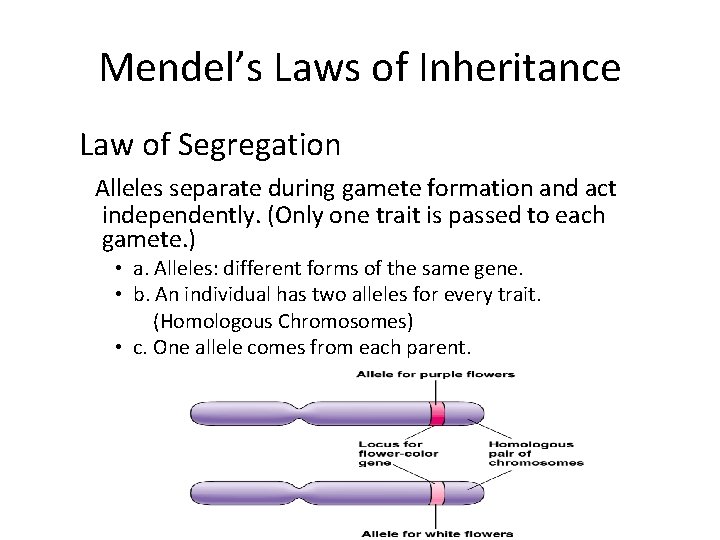 Mendel’s Laws of Inheritance Law of Segregation Alleles separate during gamete formation and act