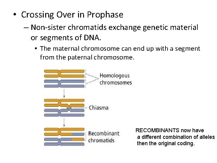  • Crossing Over in Prophase – Non-sister chromatids exchange genetic material or segments