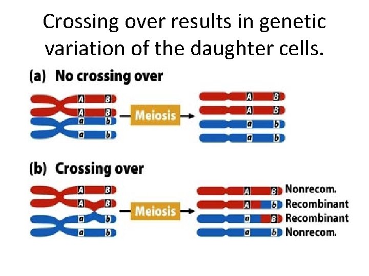 Crossing over results in genetic variation of the daughter cells. 