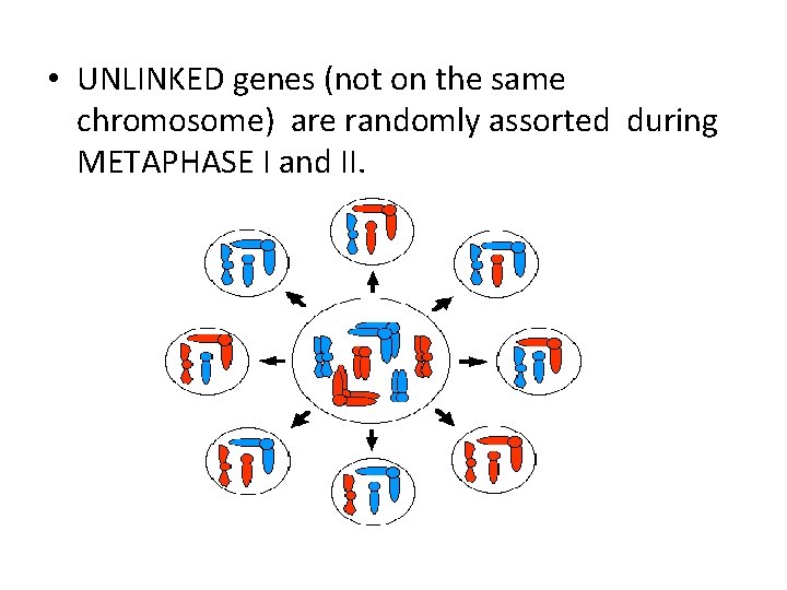  • UNLINKED genes (not on the same chromosome) are randomly assorted during METAPHASE