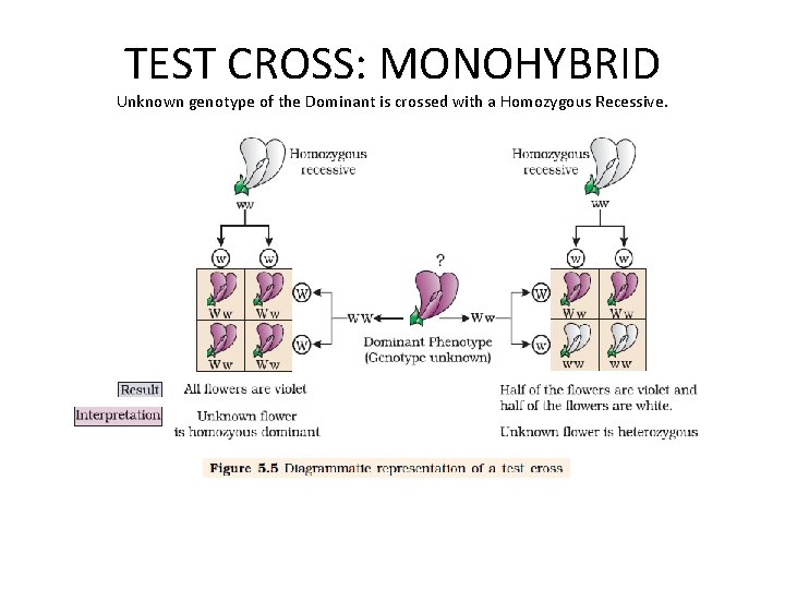 TEST CROSS: MONOHYBRID Unknown genotype of the Dominant is crossed with a Homozygous Recessive.