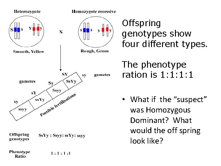 Offspring genotypes show four different types. The phenotype ration is 1: 1: 1: 1