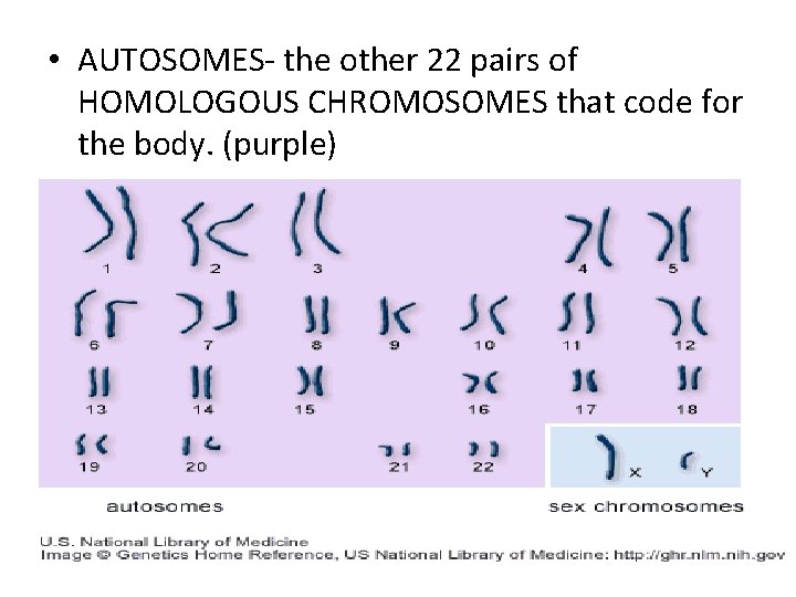  • AUTOSOMES- the other 22 pairs of HOMOLOGOUS CHROMOSOMES that code for the