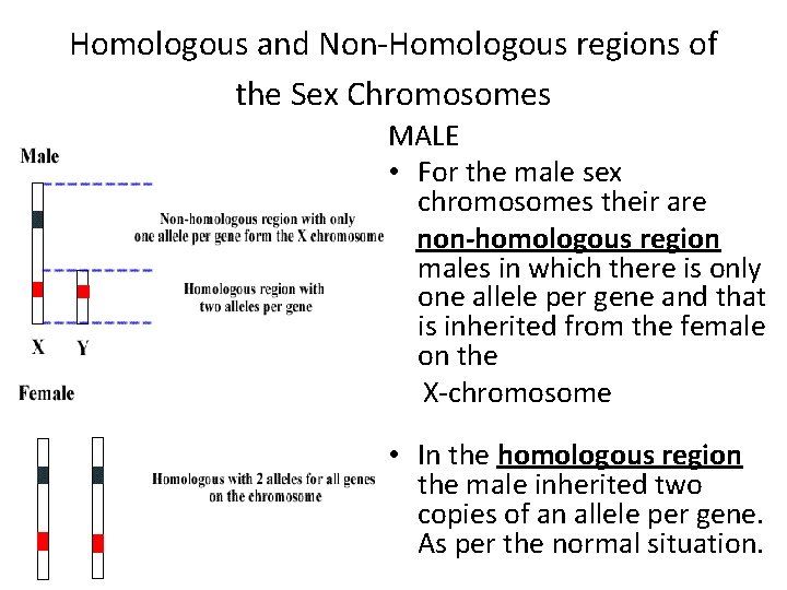 Homologous and Non-Homologous regions of the Sex Chromosomes MALE • For the male sex