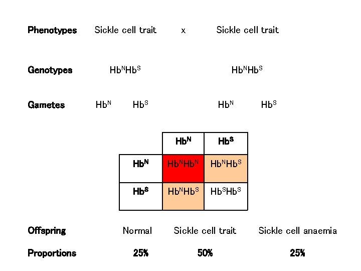 Phenotypes Sickle cell trait Genotypes Hb. NHb. S Gametes Offspring Proportions Hb. N x