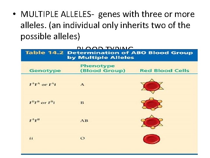  • MULTIPLE ALLELES- genes with three or more alleles. (an individual only inherits