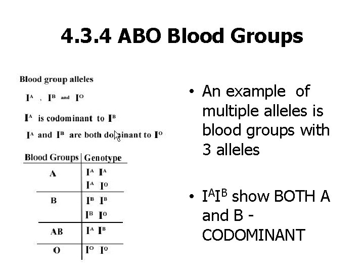 4. 3. 4 ABO Blood Groups • An example of multiple alleles is blood