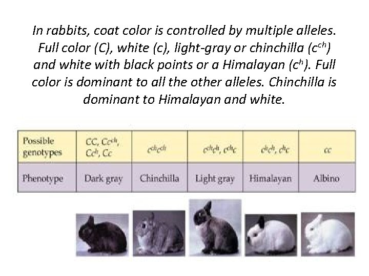 In rabbits, coat color is controlled by multiple alleles. Full color (C), white (c),